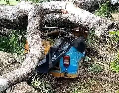 Ebonyi’s Lucky Day: Pregnant Woman and Husband Escape Crushing Tree