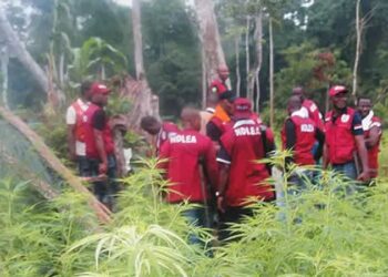 NDLEA Destroys Secret Warehouses in Ekiti, Ondo