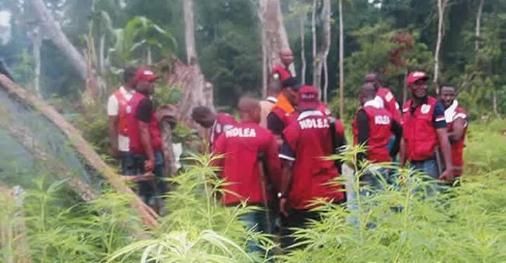 NDLEA Destroys Secret Warehouses in Ekiti, Ondo